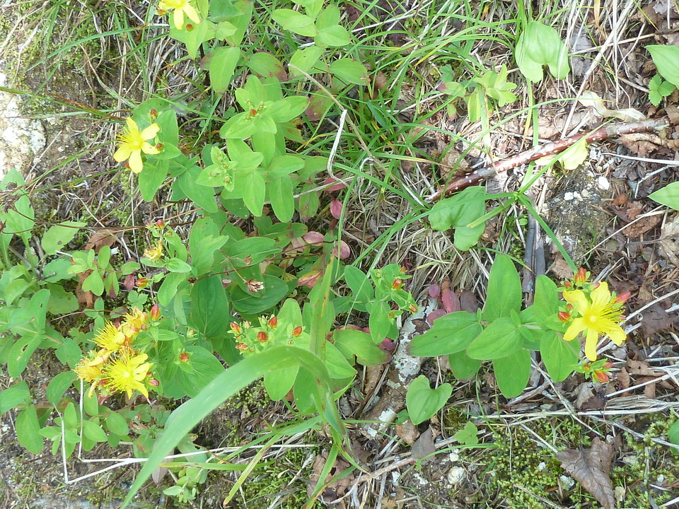 P1220115_mid.jpg