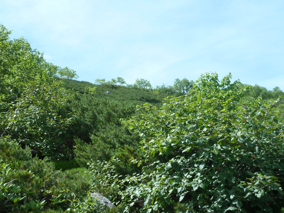 P1220153_mid.jpg