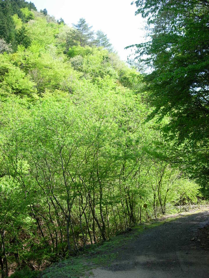 DSCN5548_mid.jpg