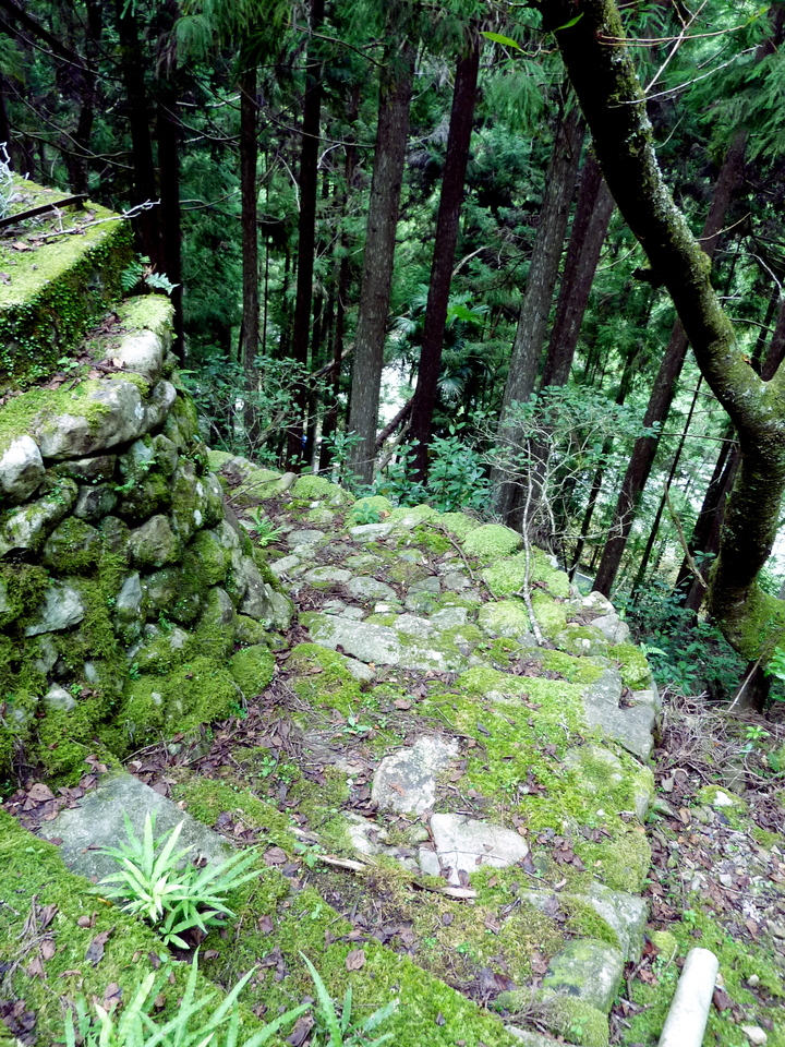 P1050028_mid.jpg