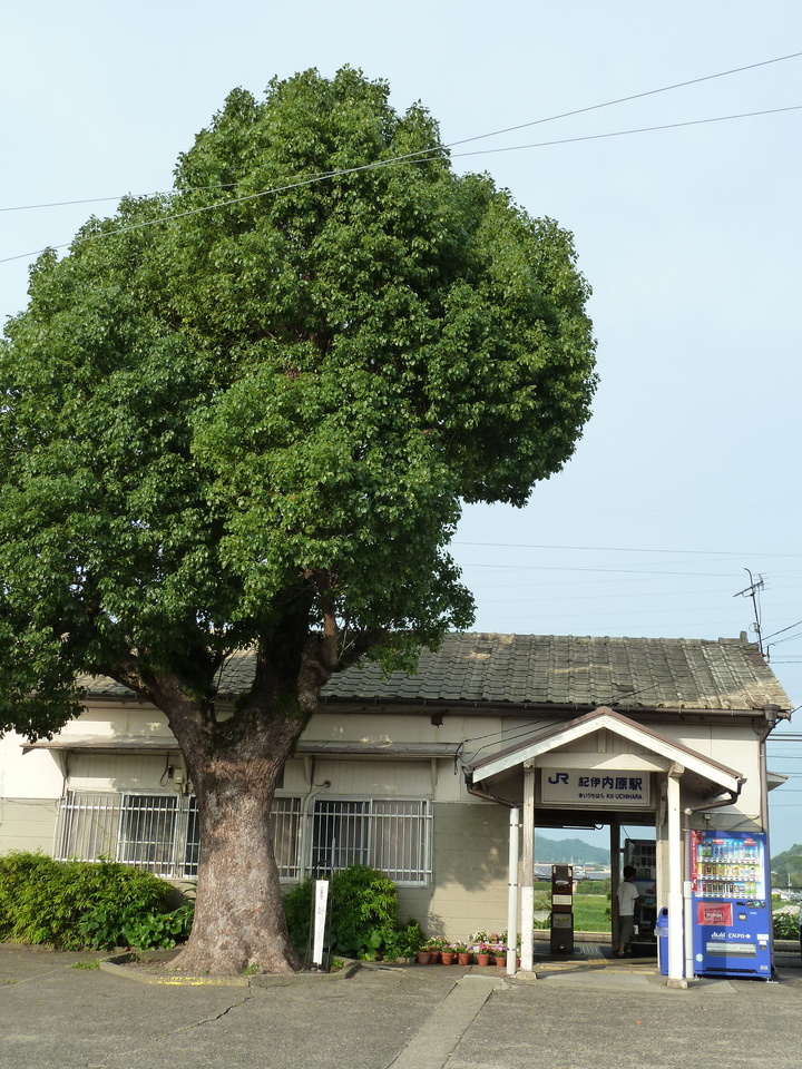 P1000592_mid.jpg