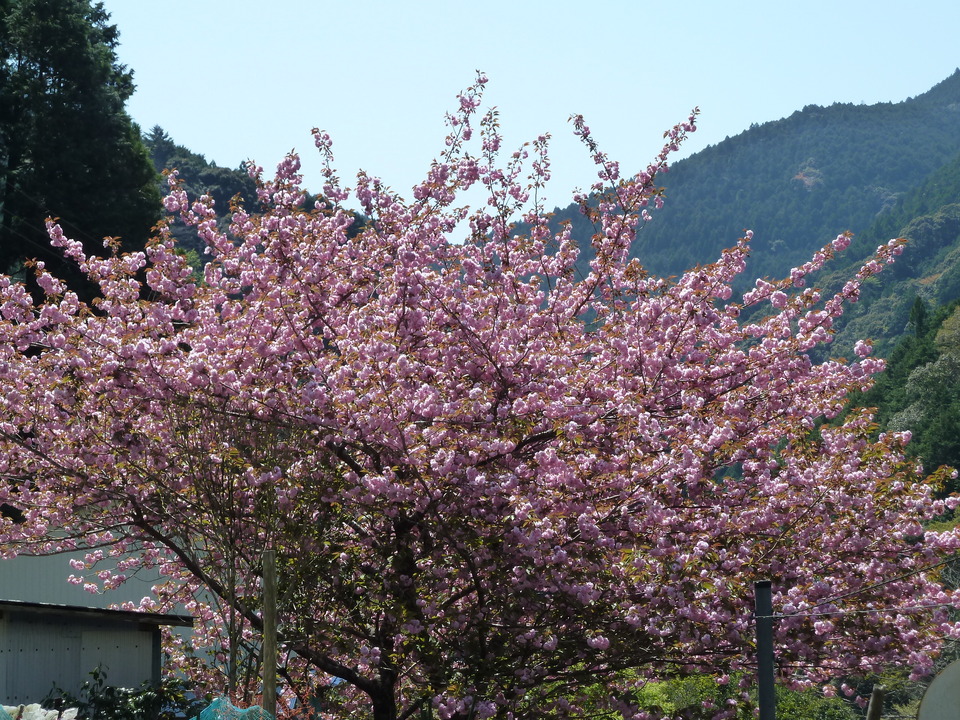 P1060603_mid.jpg