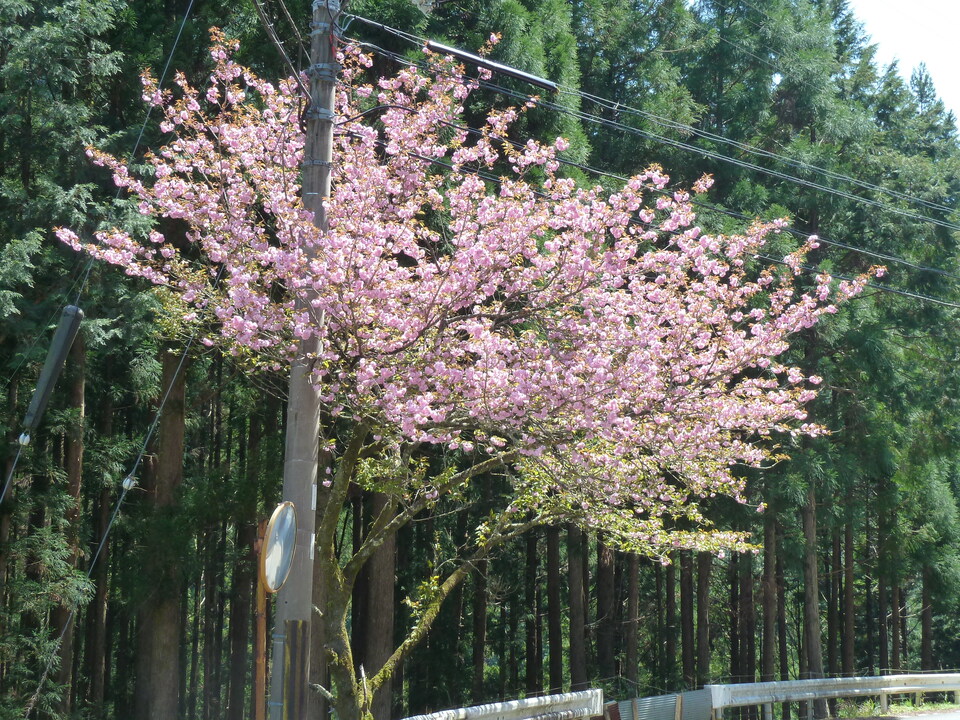 P1060617_mid.jpg