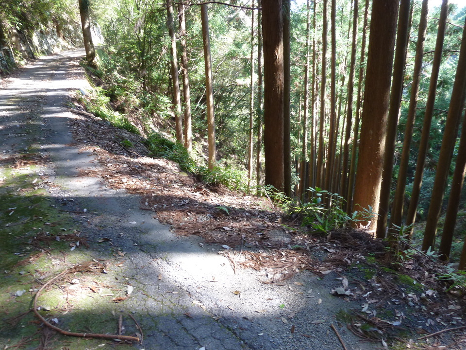 P1060733_mid.jpg