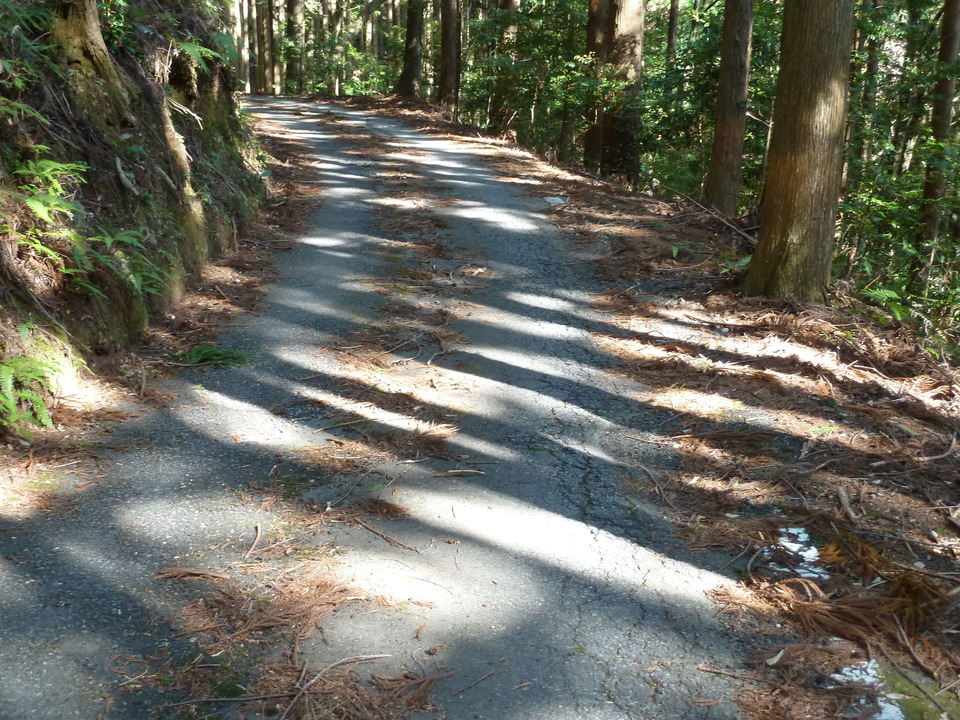 P1060747_mid.jpg