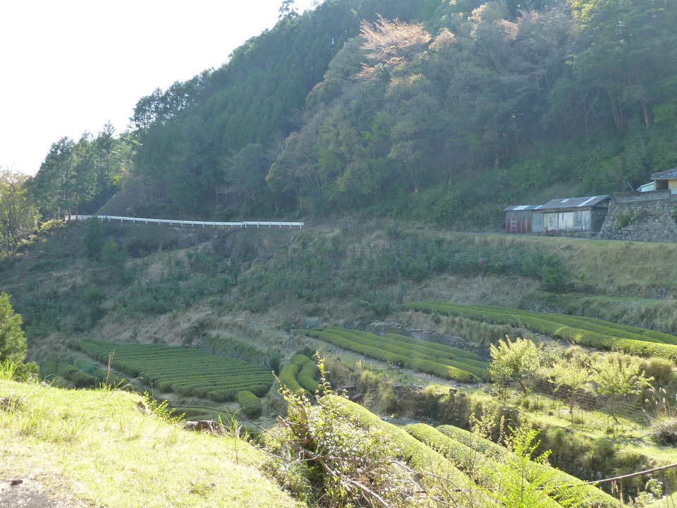 P1060755_mid.jpg