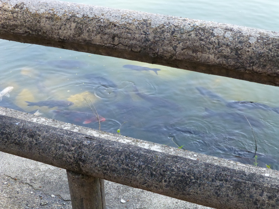 P1040997_mid.jpg