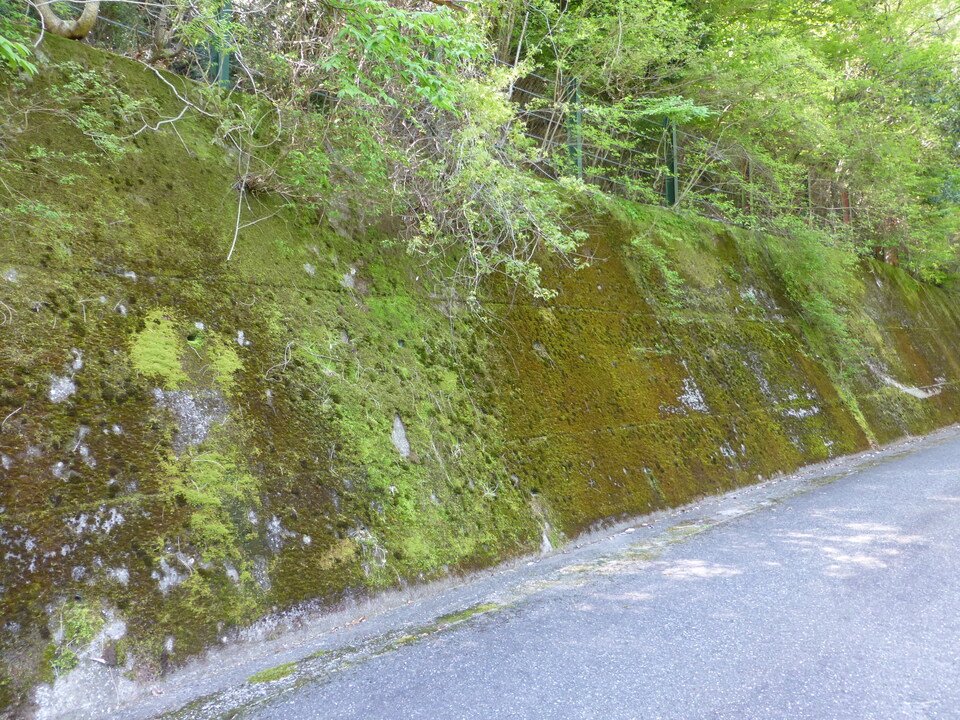 P1050112_mid.jpg