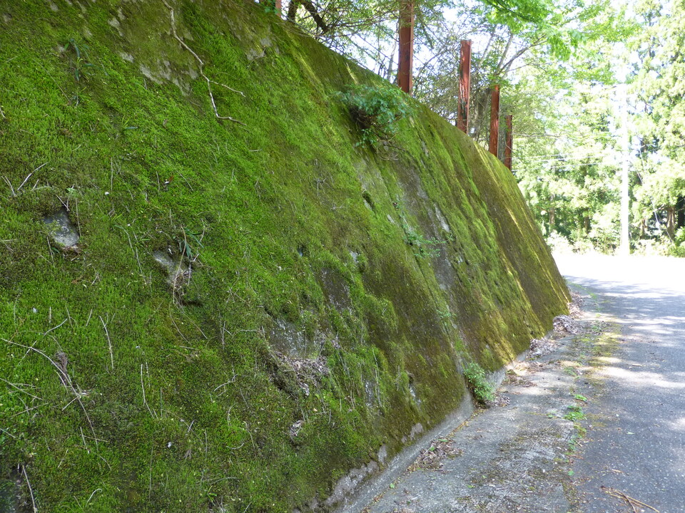 P1050191_mid.jpg
