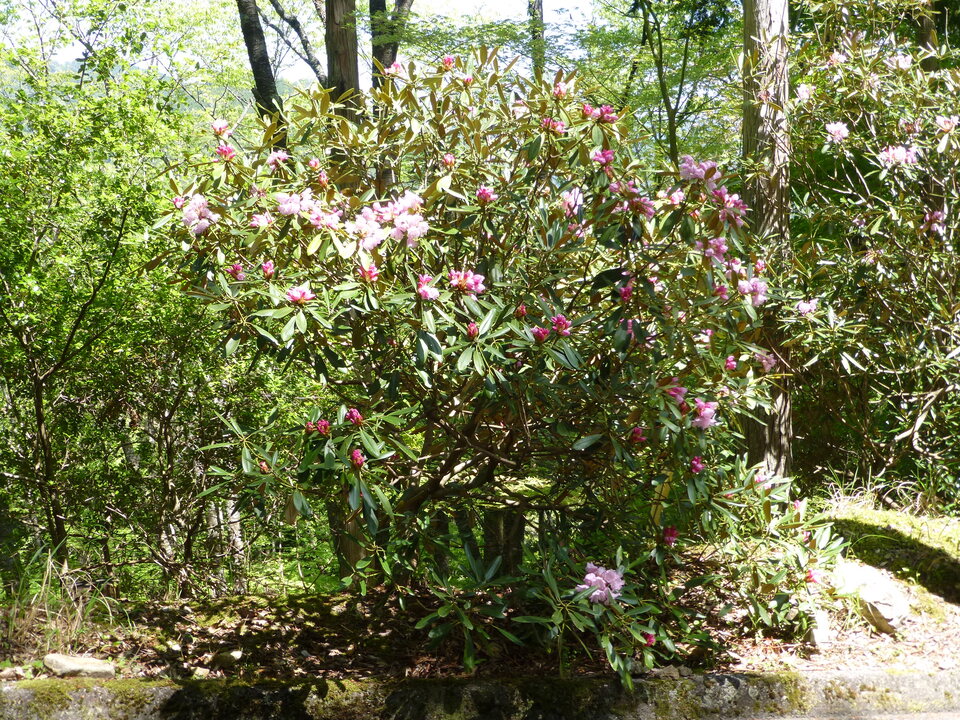 P1050198_mid.jpg