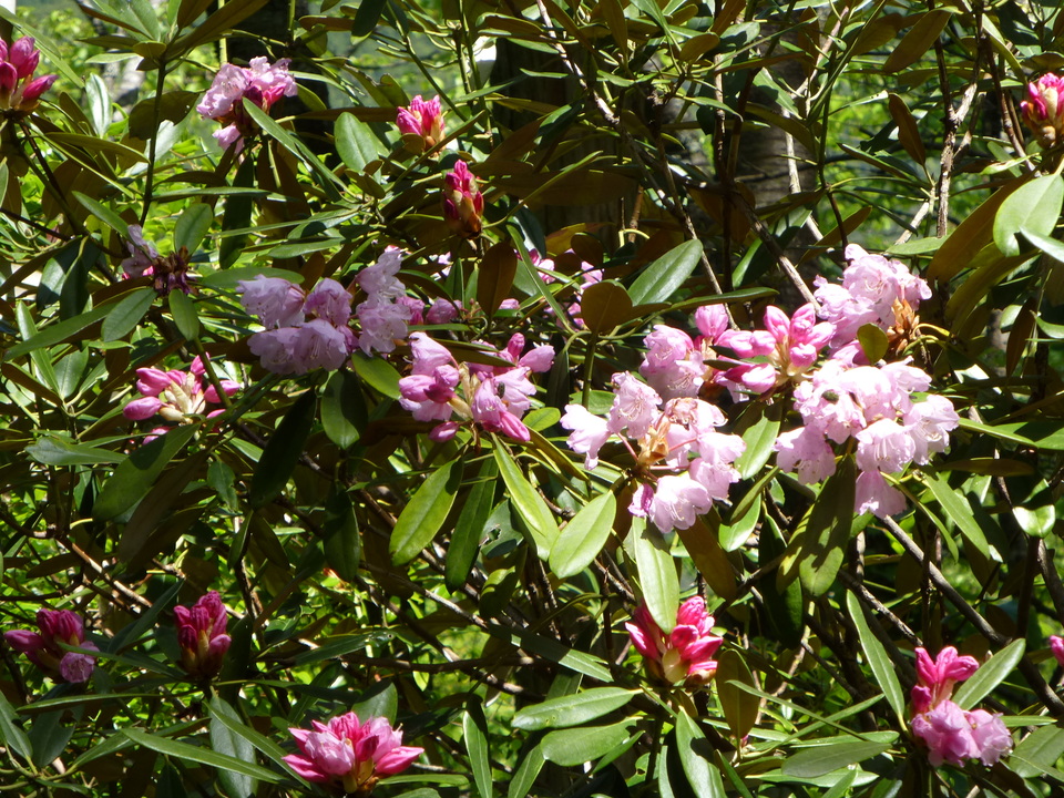 P1050199_mid.jpg