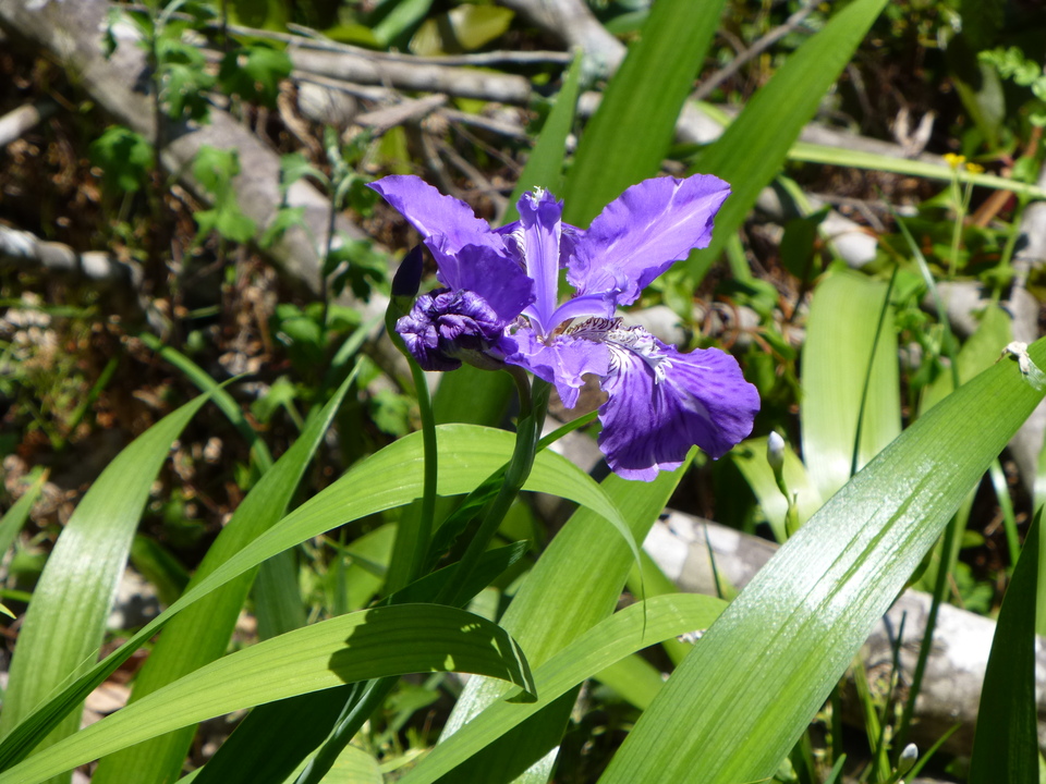 P1050332_mid.jpg
