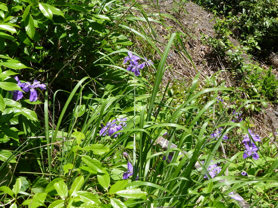 P1050333_mid.jpg