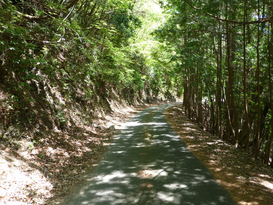 P1050464_mid.jpg