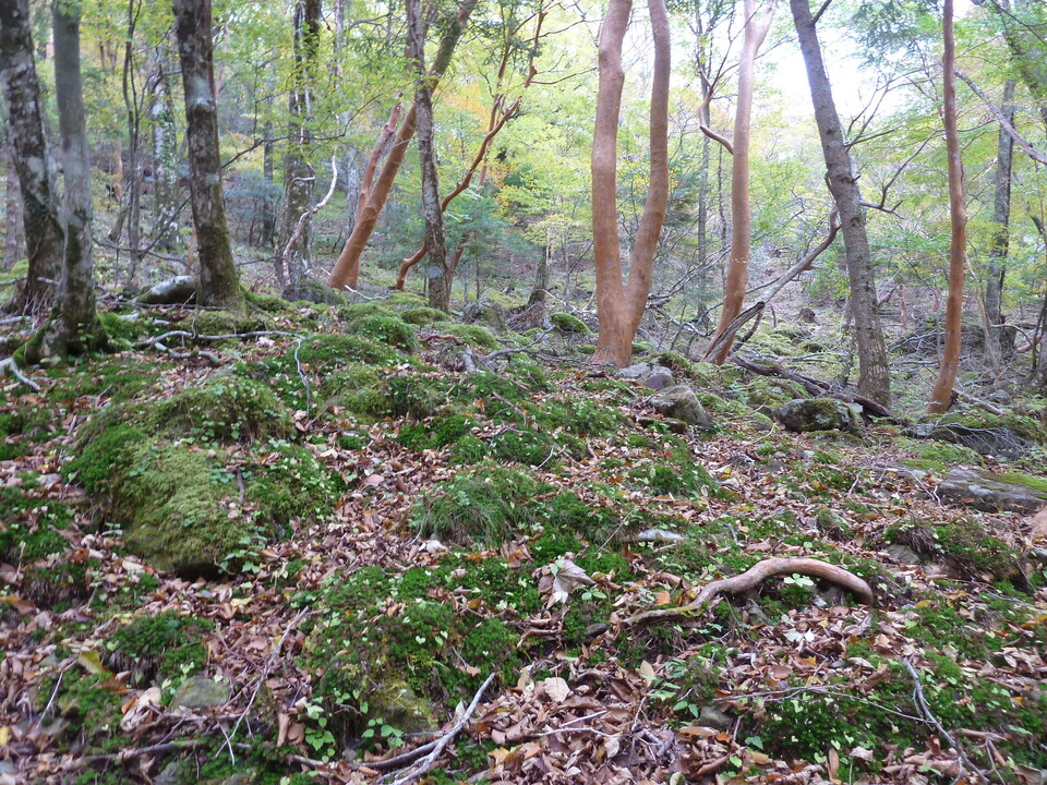P1180310_mid.jpg
