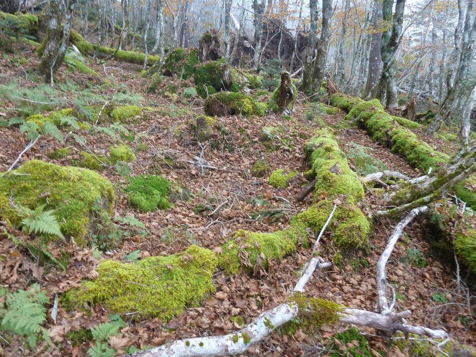 P1180358_mid.jpg