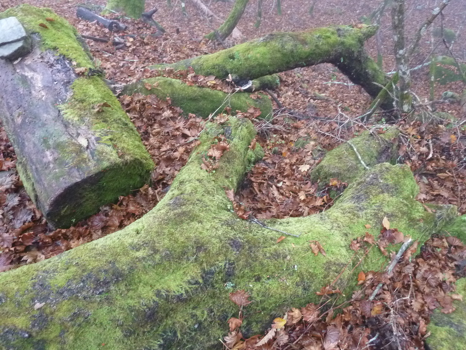 P1180376_mid.jpg