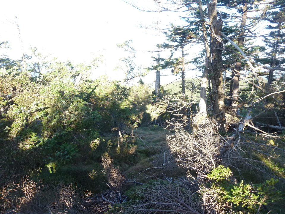 P1180451_mid.jpg