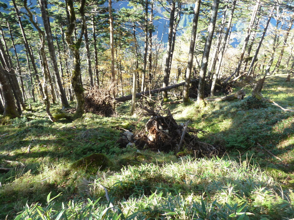P1180496_mid.jpg