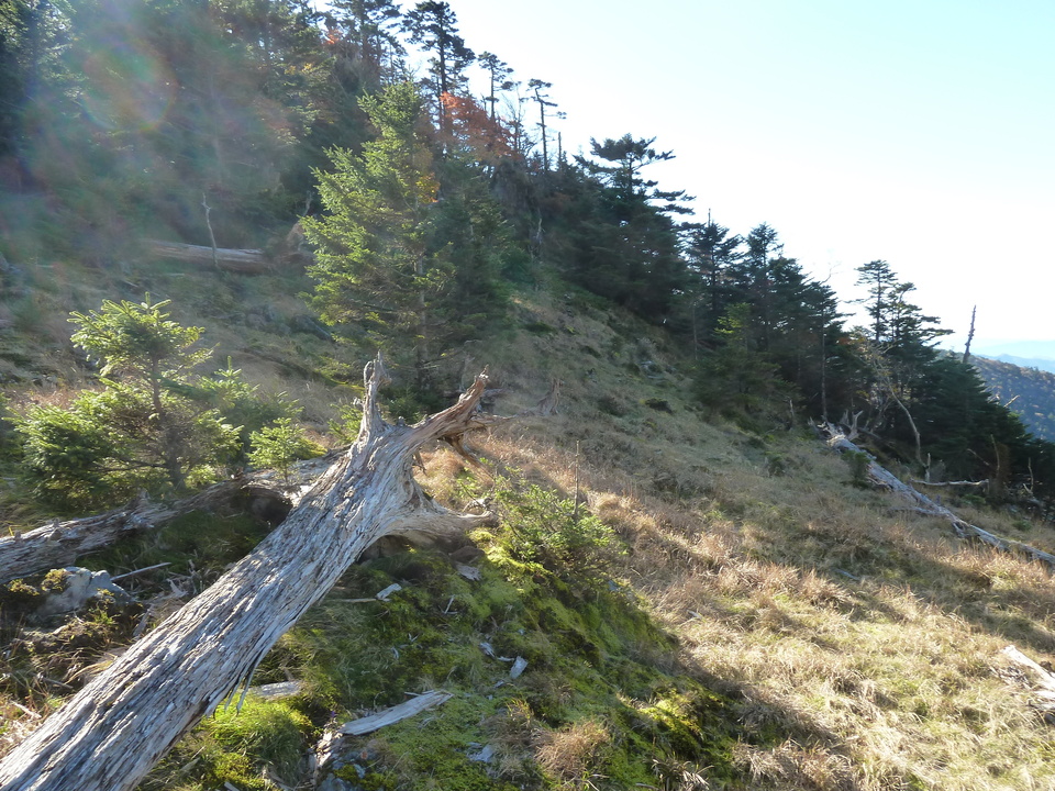 P1180527_mid.jpg