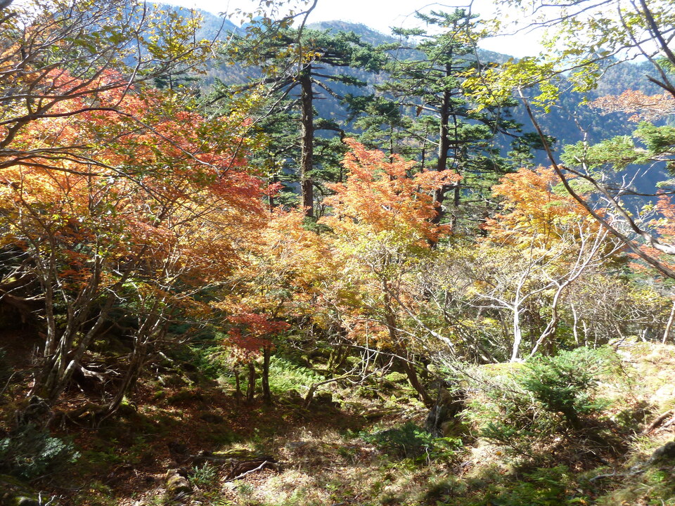 P1180541_mid.jpg