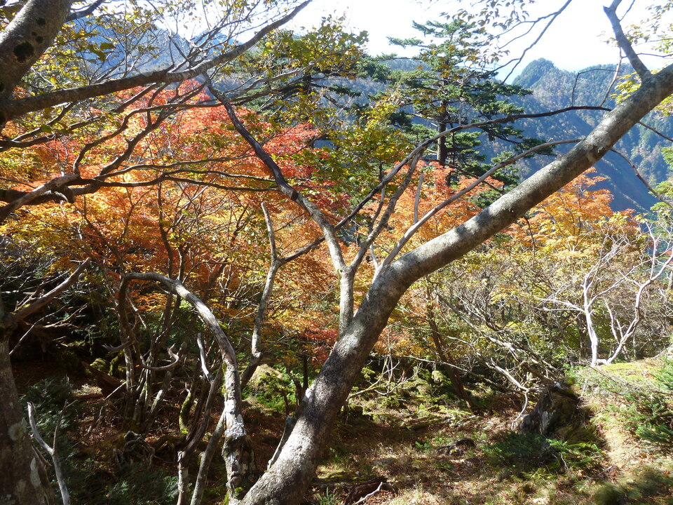P1180542_mid.jpg