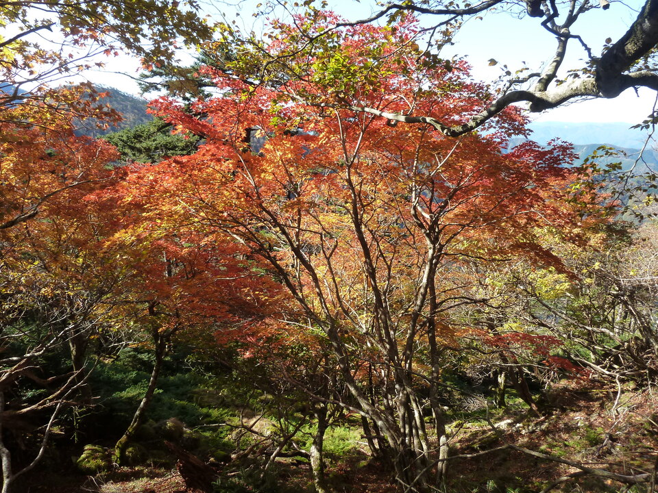 P1180543_mid.jpg