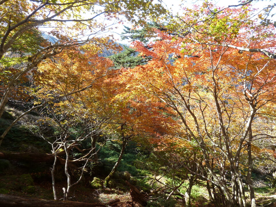 P1180544_mid.jpg