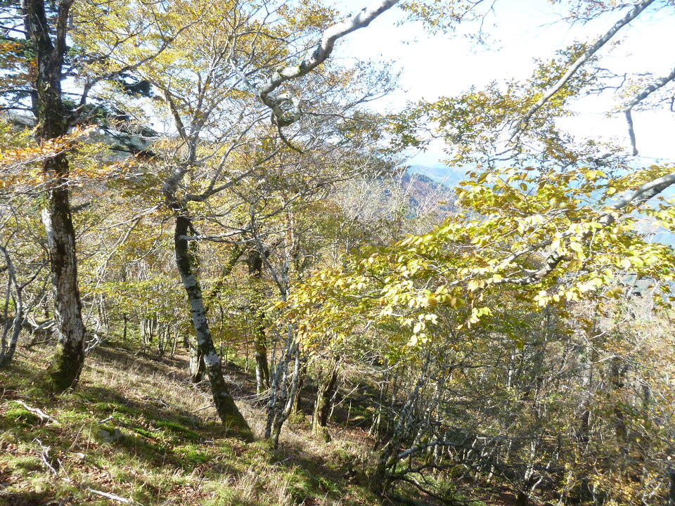 P1180560_mid.jpg