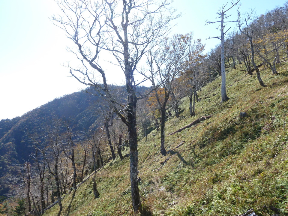 P1180595_mid.jpg