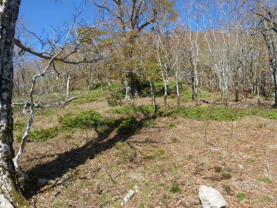 P1180596_mid.jpg