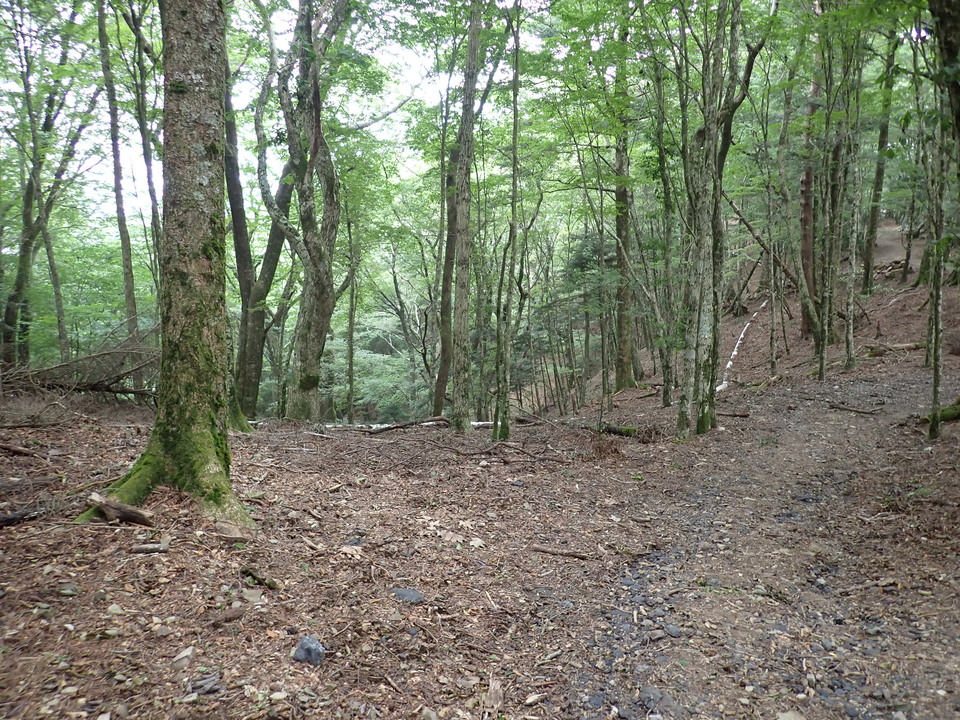 P7245979_mid.jpg