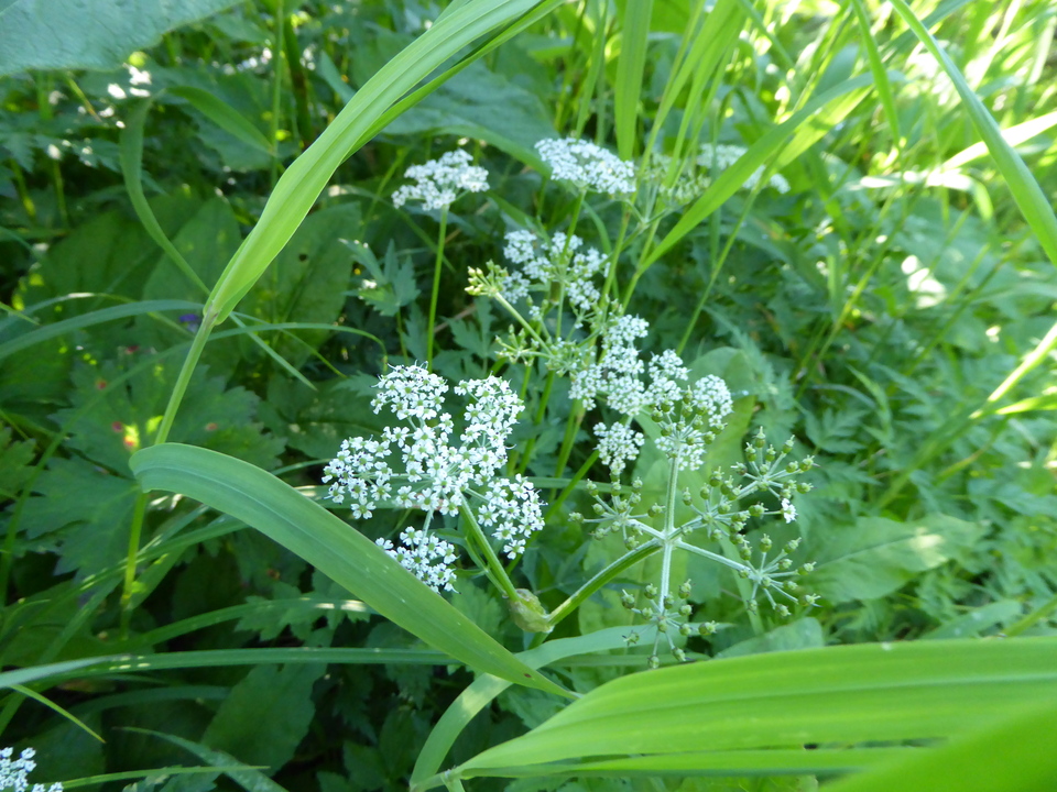 P1040639_mid.jpg