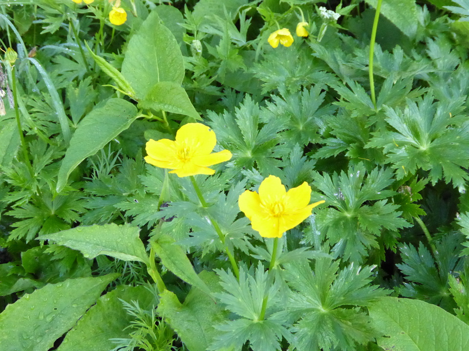 P1040645_mid.jpg