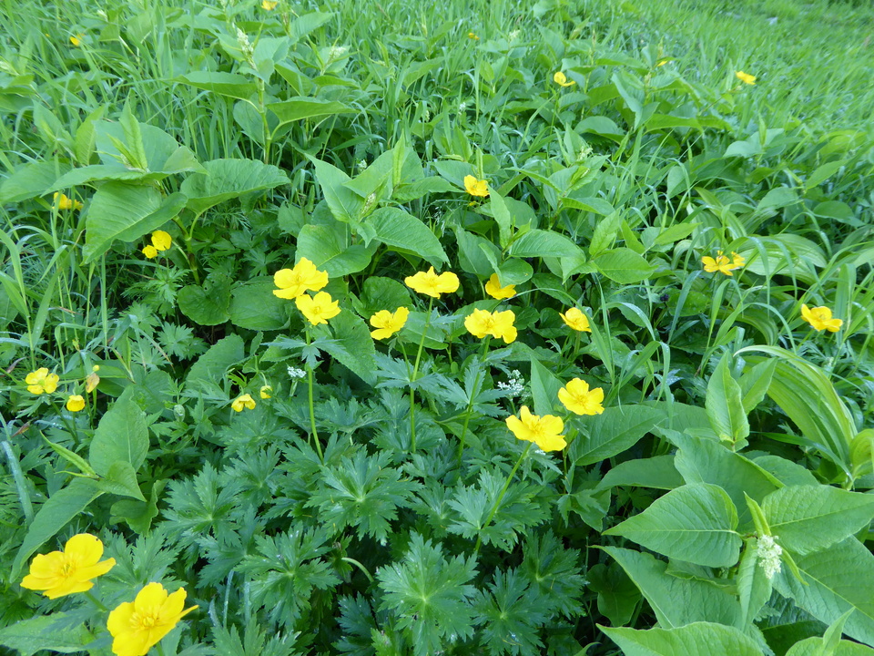 P1040648_mid.jpg