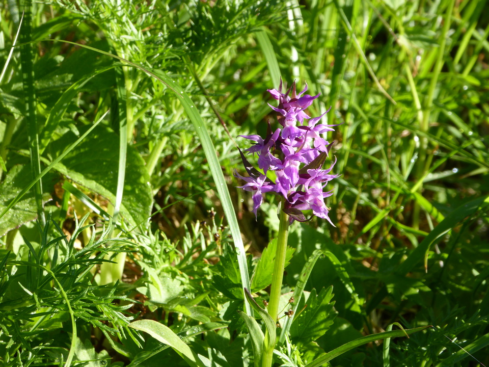 P1040663_mid.jpg