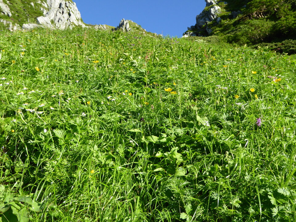 P1040665_mid.jpg