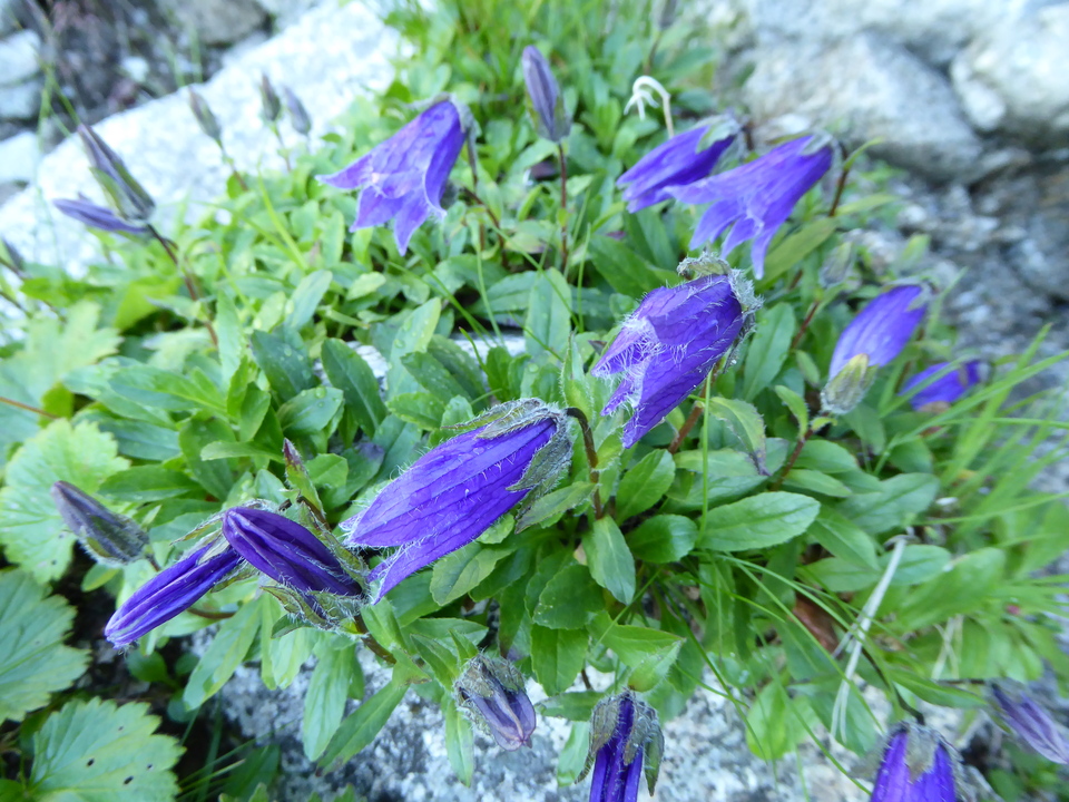 P1040683_mid.jpg