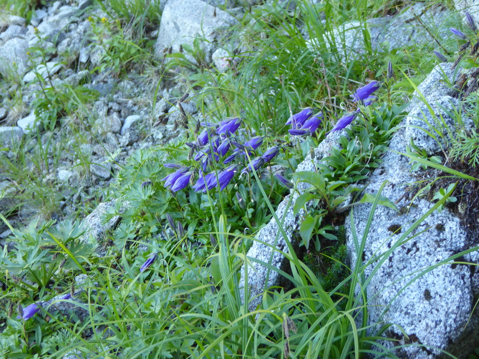 P1040685_mid.jpg