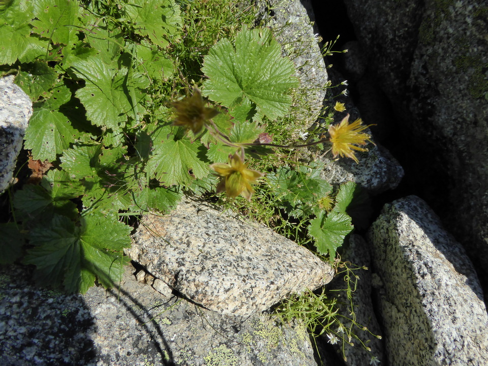 P1040761_mid.jpg