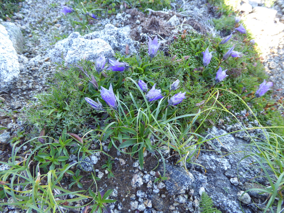P1040838_mid.jpg