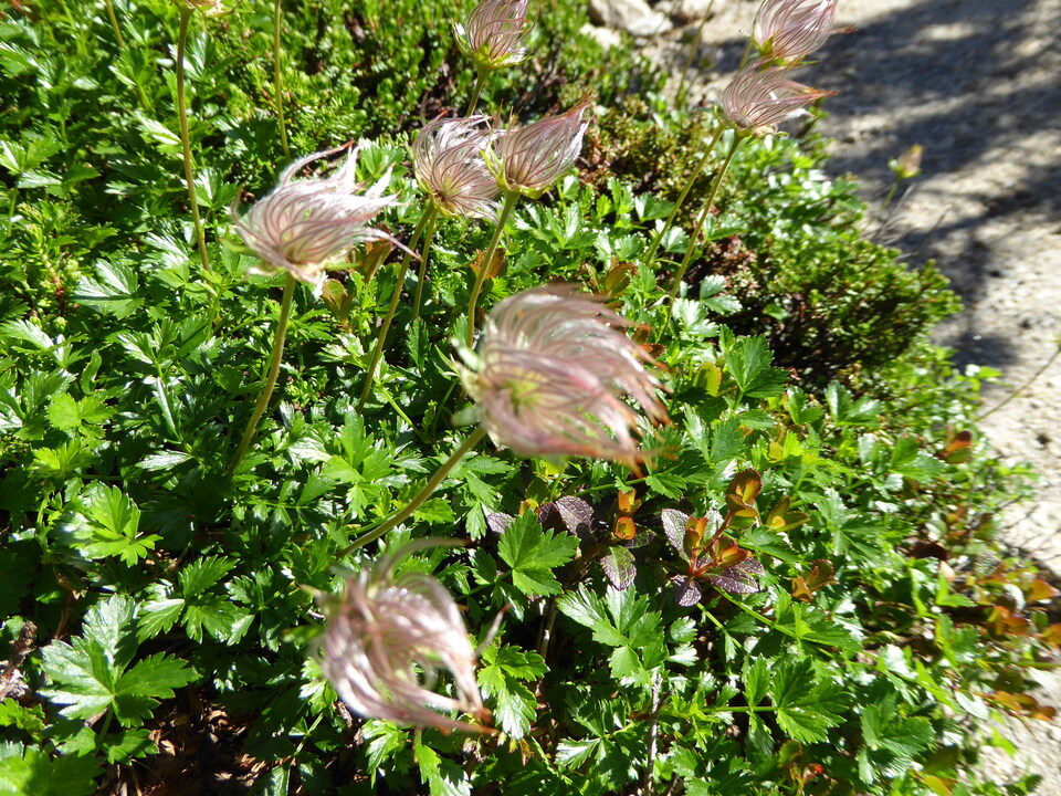 P1040873_mid.jpg
