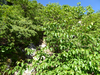 P1040892_thumb.png