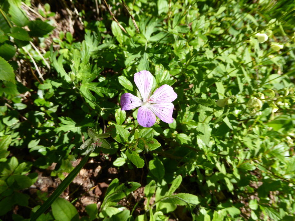 P1040907_mid.jpg