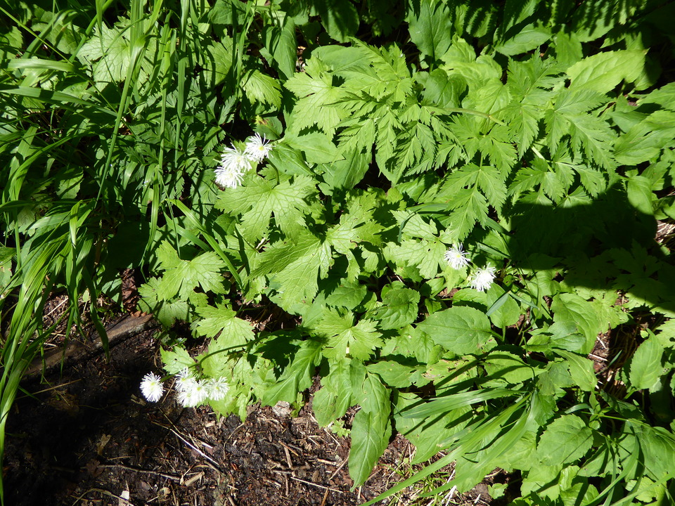 P1040917_mid.jpg