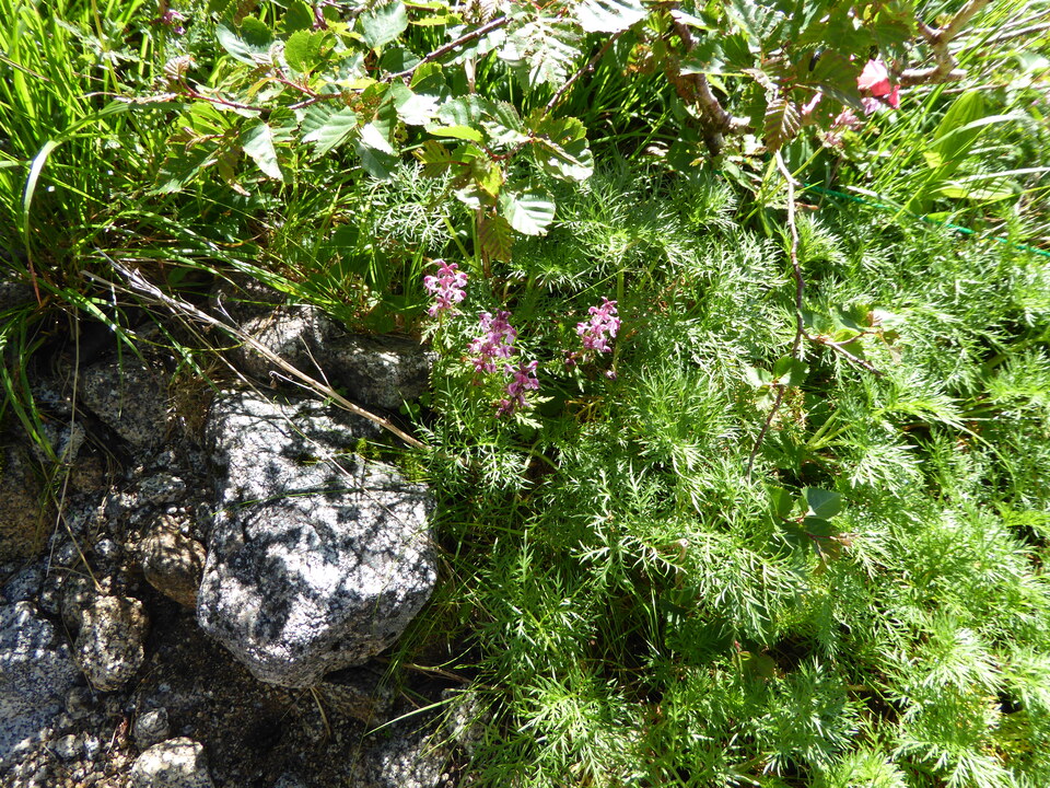 P1040935_mid.jpg