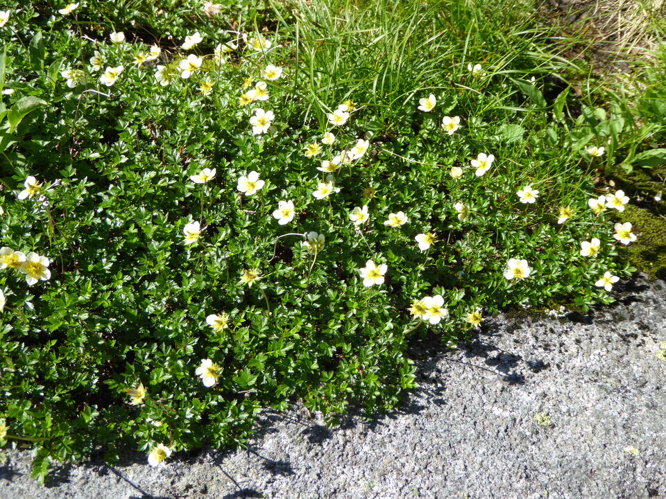 P1040968_mid.jpg
