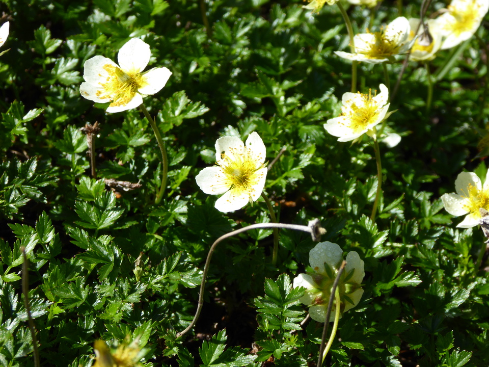P1040970_mid.jpg