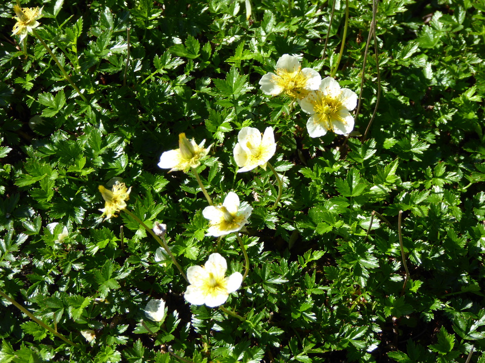 P1040972_mid.jpg