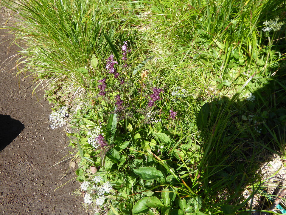 P1040973_mid.jpg
